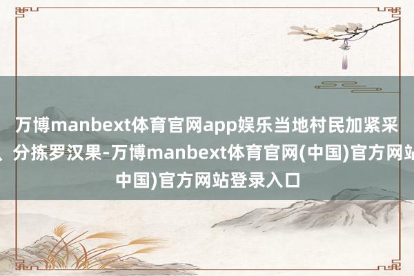 万博manbext体育官网app娱乐当地村民加紧采摘、搬运、分拣罗汉果-万博manbext体育官网(中国)官方网站登录入口